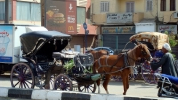 Vista Panorámica a la cuidad Tour en Asuán por carro traído por caballo: Duración