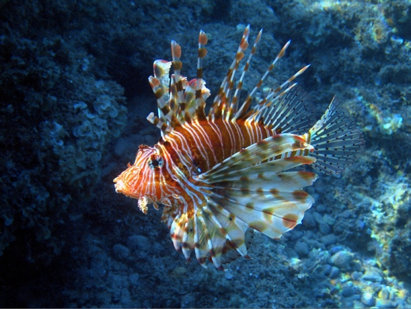 Excursión de un día a Ras Mohamed desde Sharm el Sheikh: