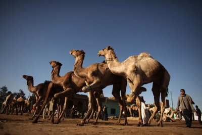 Half Day Tour to Camel Market of Birqash